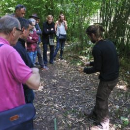 Formation « Les secrets du bambou dans le jardin ? »