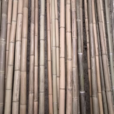 Bambous français 2