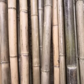 Vente de cannes de bambou de moins d'1 mètre