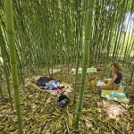 séjour bambou yoga en bambouseraie
